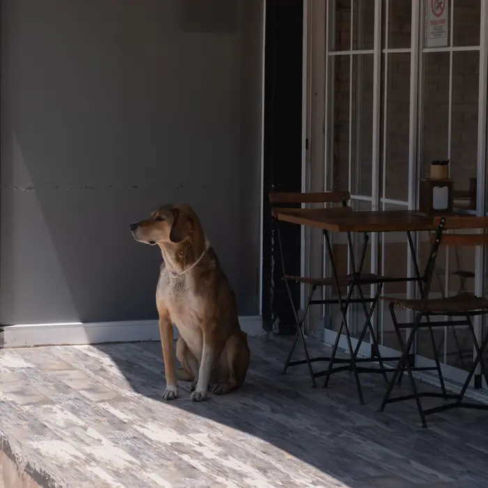 A dog sitting patiently beside the patio tables outside a cafe